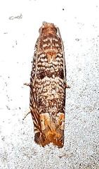 Pelochrista olivacea