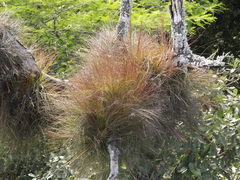 Tillandsia juncea
