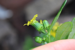 Senecio carnosulus