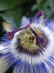 Passiflora caerulea