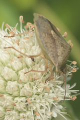 Euschistus variolarius