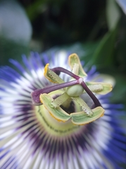 Passiflora caerulea