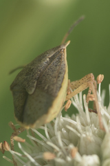 Euschistus variolarius