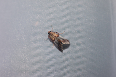 Cacozelia basiochrealis