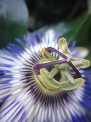 Passiflora caerulea