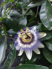 Passiflora caerulea