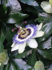 Passiflora caerulea