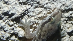 Hemidactylus robustus