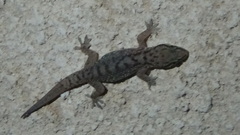 Hemidactylus robustus