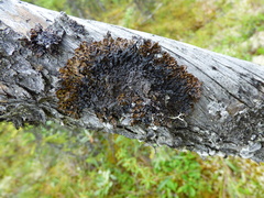 Hypogymnia austerodes