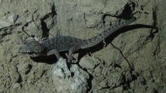 Hemidactylus robustus
