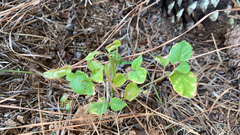 Knowltonia vesicatoria
