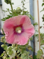 Alcea rosea