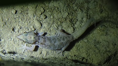 Hemidactylus robustus