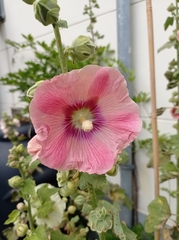 Alcea rosea