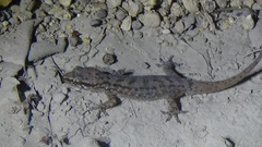 Hemidactylus robustus