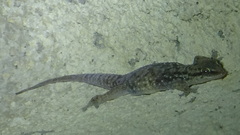 Hemidactylus robustus