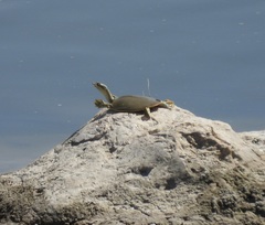 Apalone spinifera emoryi