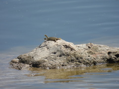 Apalone spinifera emoryi