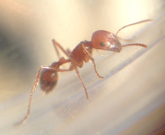 Pogonomyrmex
