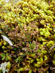 Cladonia phyllophora