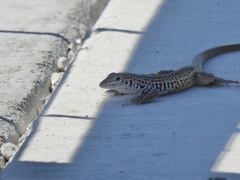 Aspidoscelis tesselatus