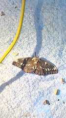 Citheronia splendens sinaloensis