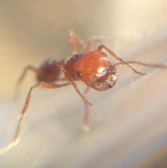 Pogonomyrmex