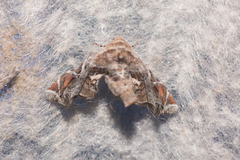 Eutelia pulcherrimus