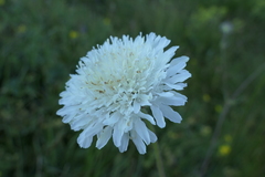 Knautia involucrata