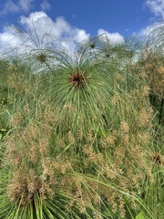 Cyperus giganteus