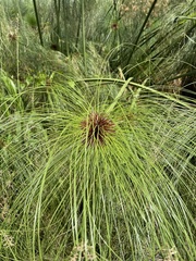 Cyperus giganteus