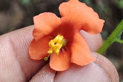 Alonsoa meridionalis