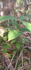 Couma macrocarpa