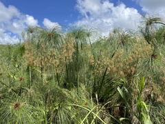 Cyperus giganteus