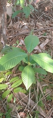 Couma macrocarpa