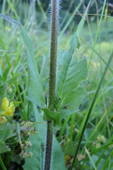 Knautia involucrata
