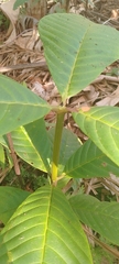 Couma macrocarpa