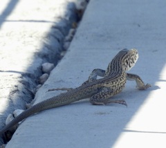 Aspidoscelis tesselatus