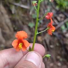 Alonsoa meridionalis