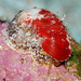 Stomatella auricula - Photo (c) uwkwaj, μερικά δικαιώματα διατηρούνται (CC BY-NC), uploaded by uwkwaj