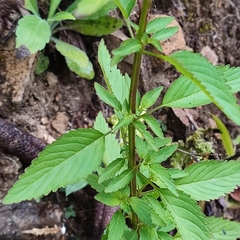 Alonsoa meridionalis