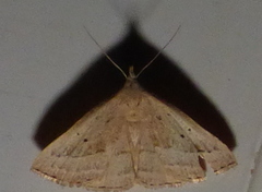 Macrochilo hypocritalis