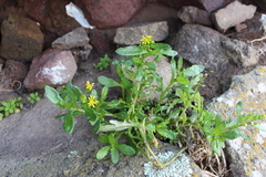 Senecio carnosulus