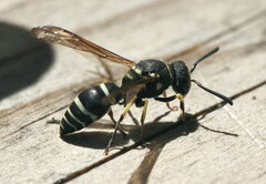 Media resource of Ancistrocerus catskill