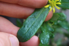 Senecio carnosulus