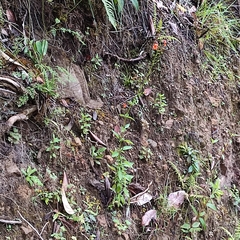 Alonsoa meridionalis