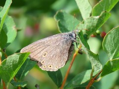 Coenonympha haydenii
