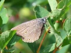 Coenonympha haydenii