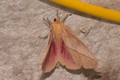 Syssphinx montana